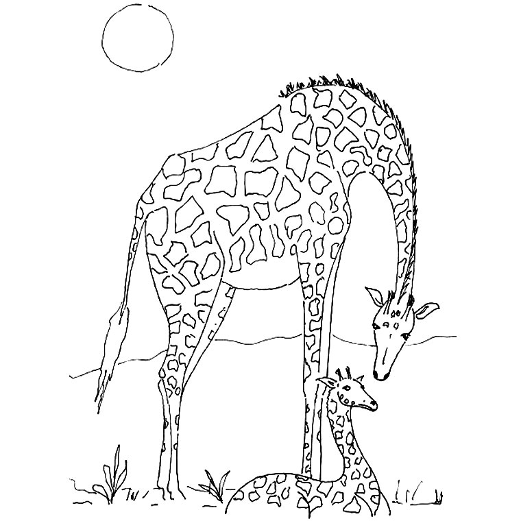 Coloriage A Imprimer D Animaux Sauvages Animaux Sauvages De La Jungle 46 Animaux – Coloriages