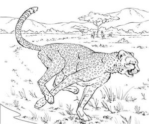 Coloriage A Imprimer D Animaux Sauvages Coloriage Animaux Sauvage