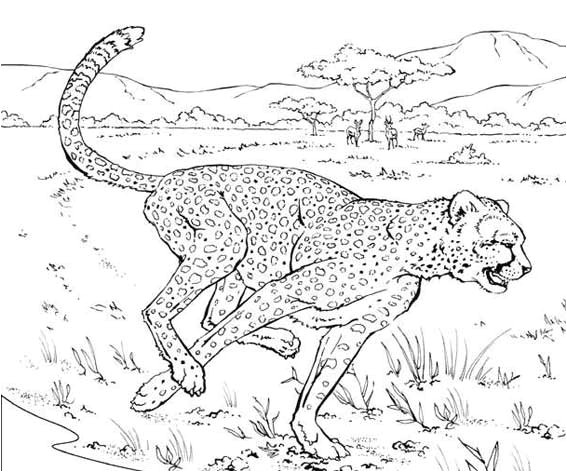 Coloriage A Imprimer D Animaux Sauvages Coloriage Animaux Sauvage