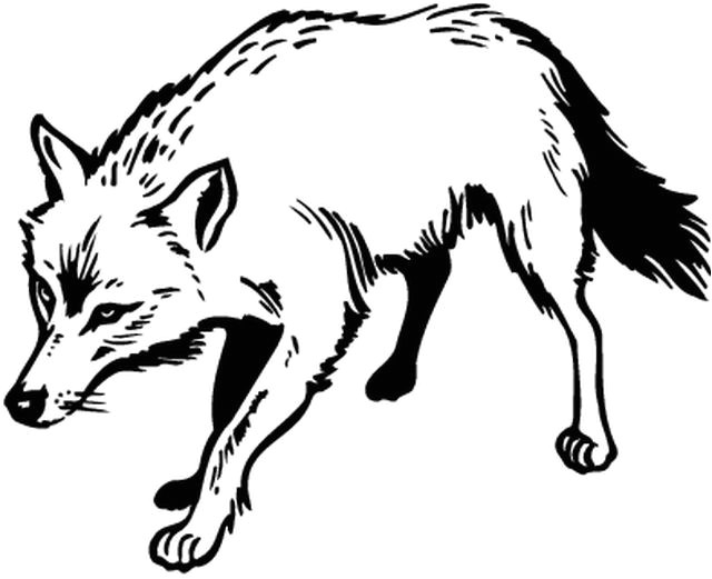 Coloriage A Imprimer D Animaux Sauvages Coloriages Animaux Animaux Sauvages