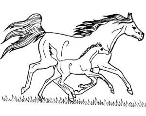 Coloriage A Imprimer De Cheval Gratuit 20 Dessins De Coloriage Cheval En Ligne à Imprimer