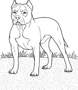 Coloriage A Imprimer De Chien 10 Coloriage De Chien Boxer A Imprimer