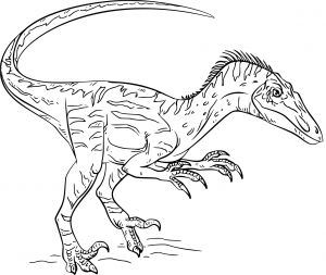 Coloriage A Imprimer Dinausaure Coloriage Dinosaure Velociraptor à Imprimer Sur Coloriages