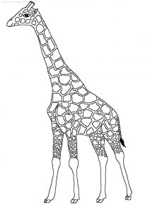 Coloriage A Imprimer Girafe Coloriage à Imprimer Girafe 6
