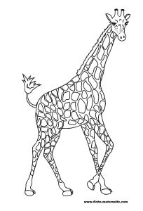 Coloriage A Imprimer Girafe Coloriage à Imprimer
