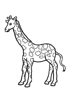 Coloriage A Imprimer Girafe Coloriage Girafe à Imprimer Gratuitement