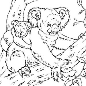 Coloriage A Imprimer Koala Koala Coloriage Koala En Ligne Gratuit A Imprimer Sur