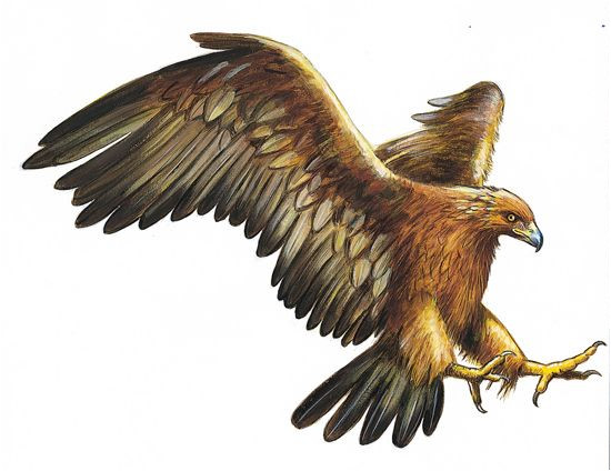 Coloriage Aigle A Imprimer Gratuit Anatomie Aigle Recherche Google