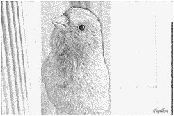 Coloriage Aigle A Imprimer Gratuit Coloriage Mon Canari 3   Imprimer Pour Les Enfants Dessin