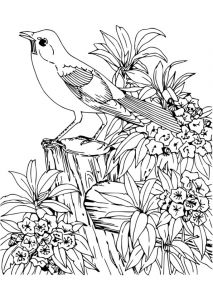Coloriage Animaux à Imprimer Gratuit Coloriage Animaux Imprimer Gratuit