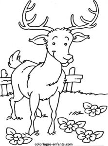 Coloriage Animaux Pour Petit Coloriage De Divers Animaux Sur Coloriages Enfants