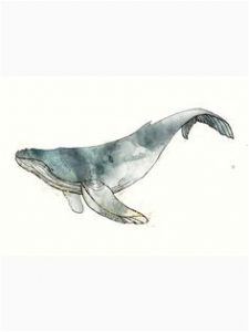 Coloriage Baleine à Bosse 12 Meilleures Images Du Tableau Tatouage Baleine