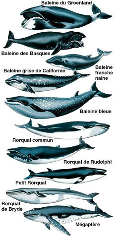 Coloriage Baleine à Bosse 7 Meilleures Images Du Tableau Baleine