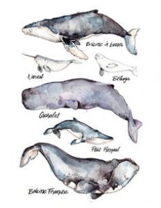 Coloriage Baleine à Bosse Les 149 Meilleures Images De Baleines