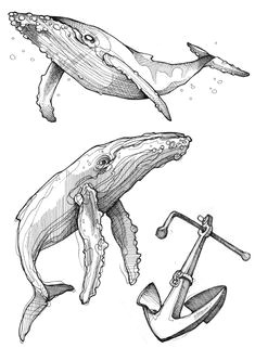 Coloriage Baleine à Bosse Les 15 Meilleures Images De Baleine Dessin