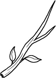 Coloriage Branche D Arbre Arbres Et Feuilles Avec Branche Seule Nb Et Arbre Dessin