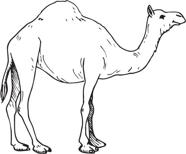 Coloriage Chameau Gratuit Dromadaire Canopé Académie De Dijon