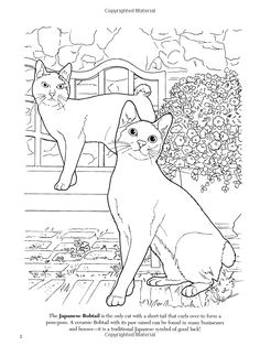 Coloriage Chat Dans Un Panier 228 Meilleures Images Du Tableau Coloriage Chat