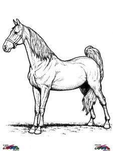 Coloriage Cheval Gratuit En Ligne Coloriage En Ligne Cheval
