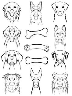 Coloriage Chien Border Collie 103 Meilleures Images Du Tableau Gravure Chien