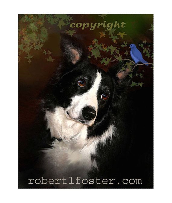 Coloriage Chien Border Collie   La Fronti¨re Art Collie Border Collie Portrait Blue Bird