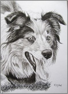 Coloriage Chien Border Collie Les 165 Meilleures Images De Border Collie Love