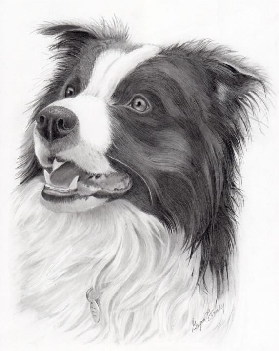 Coloriage Chien Border Collie Pin by Debbie Brown Ratliff On Art Pencil