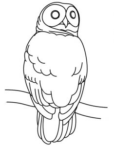 Coloriage Chouette A Imprimer 46 Dessins De Coloriage Chouette à Imprimer