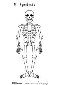 Coloriage Corps Humain Imprimer Gratuit Coloriage M Squelette