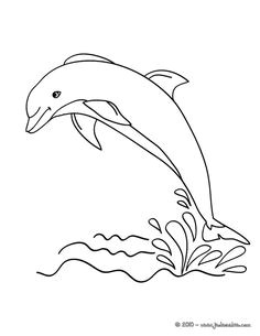 Coloriage D orque A Imprimer 68 Meilleures Images Du Tableau Coloriages Animaux Marins