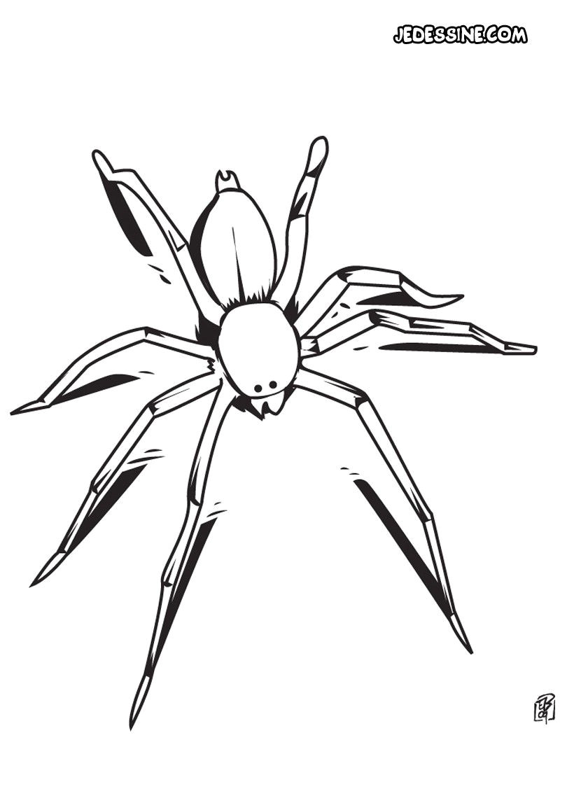 Coloriage D orque A Imprimer Coloriage Dune Grosse Araignée Sauvage Ajoute De La Couleur