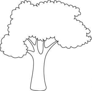 Coloriage D Un Arbre Dessin De Arbre 4