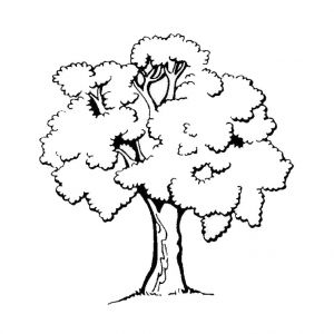 Coloriage D Un Arbre Trees to Print for Free Trees Kids Coloring Pages