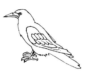 Coloriage D Un Corbeau Corbeau Animaux – Coloriages à Imprimer