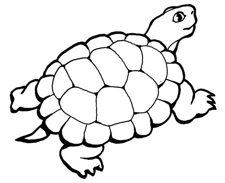 Coloriage D Une tortue tortue 89 Animaux – Coloriages à Imprimer
