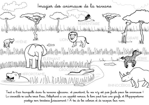 Coloriage De Animaux De La Savane Coloriage à Imprimer Imagier Des Animaux De La Savane