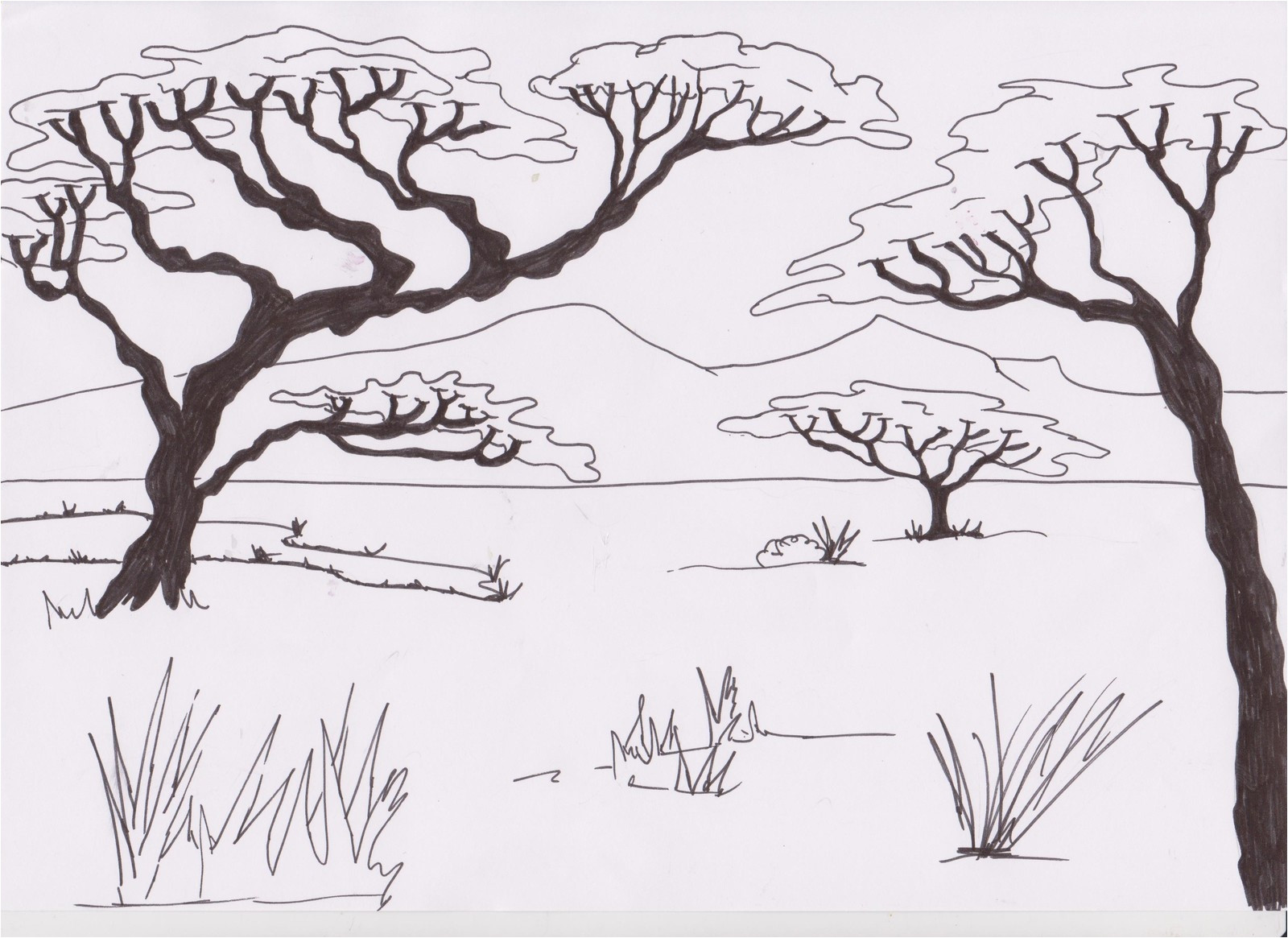 Coloriage De Animaux De La Savane Nouveau Coloriage De La Savane A Imprimer