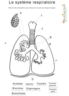 Coloriage De Bébé Chiot Les 15 Meilleures Images De Syst¨me Respiratoire