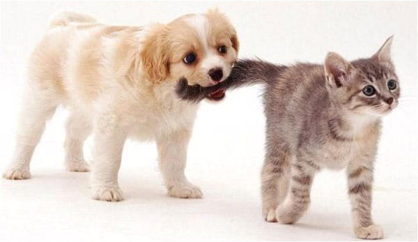 Coloriage De Bébé Chiot Les Chat by Houval13 On Emaze