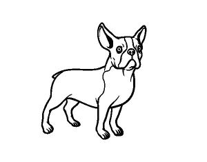 Coloriage De Bouledogue Francais Coloriage De Chien Bouledogue Français Pour Colorier