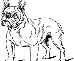 Coloriage De Bouledogue Francais Dessin De Bouledogue Francais Coloriage