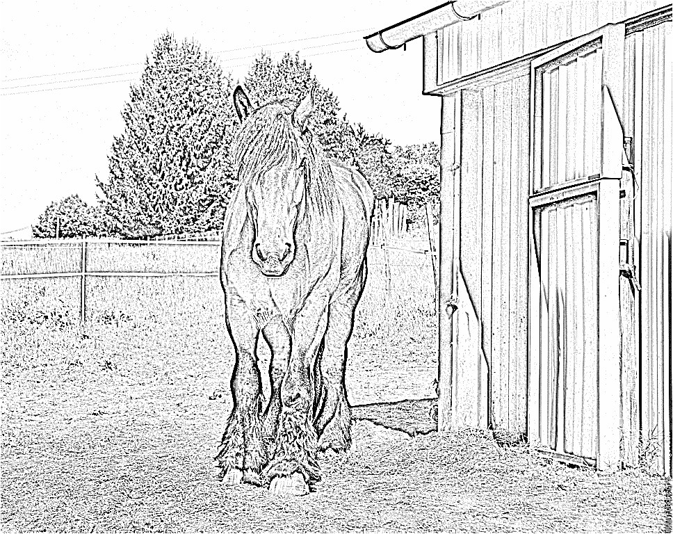 Coloriage De Cheval De Trait Coloriage Beau Cheval De Trait 2009 à Imprimer Pour Les Coloriage De Cheval De Trait Coloriage Beau Cheval De Trait 2009 à Imprimer Pour Les