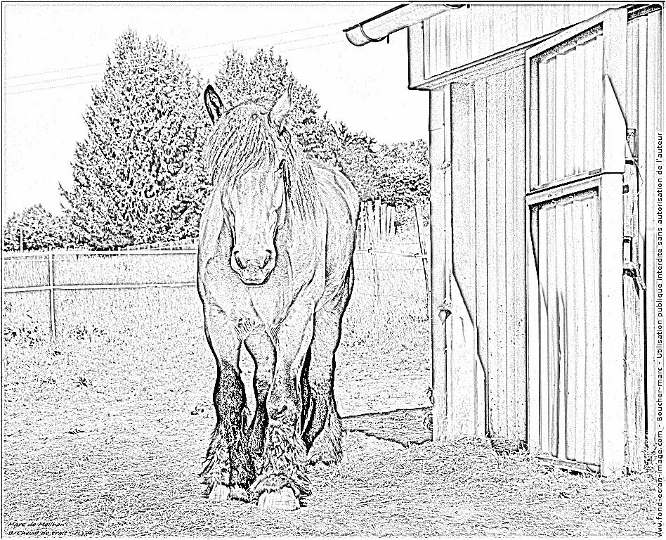Coloriage De Cheval De Trait Coloriage Cheval De Trait à Imprimer Pour Les Enfants Coloriage De Cheval De Trait Coloriage Cheval De Trait à Imprimer Pour Les Enfants