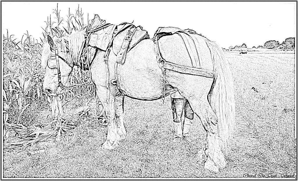 Coloriage De Cheval De Trait Coloriage Cheval De Trait Baud à Imprimer Pour Les Enfants Coloriage De Cheval De Trait Coloriage Cheval De Trait Baud à Imprimer Pour Les Enfants