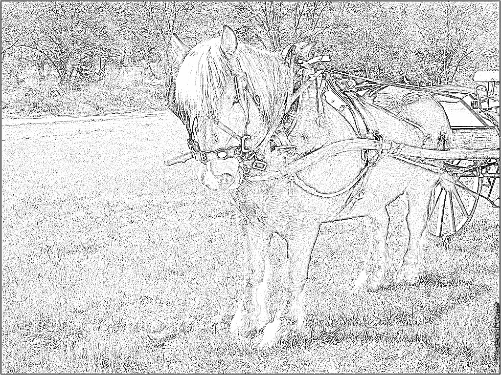 Coloriage De Cheval De Trait Coloriage Cheval De Trait P à Imprimer Pour Les Coloriage De Cheval De Trait Coloriage Cheval De Trait P à Imprimer Pour Les
