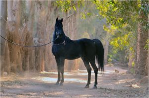 Coloriage De Chevaux Qui Galope L étalon Noir — Wikipédia
