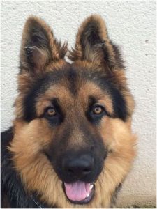 Coloriage De Chien Berger Allemand Jawak Berger Allemand