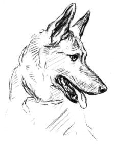 Coloriage De Chien Berger Allemand Les 14 Meilleures Images De Malinois