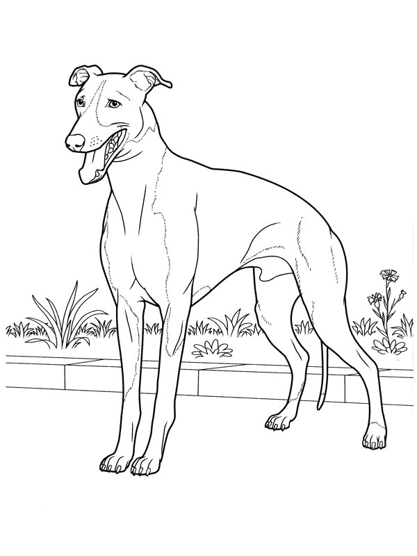 Coloriage De Chien Gratuit à Imprimer Coloriage A Imprimer Chien Greyhound Gratuit Et Colorier