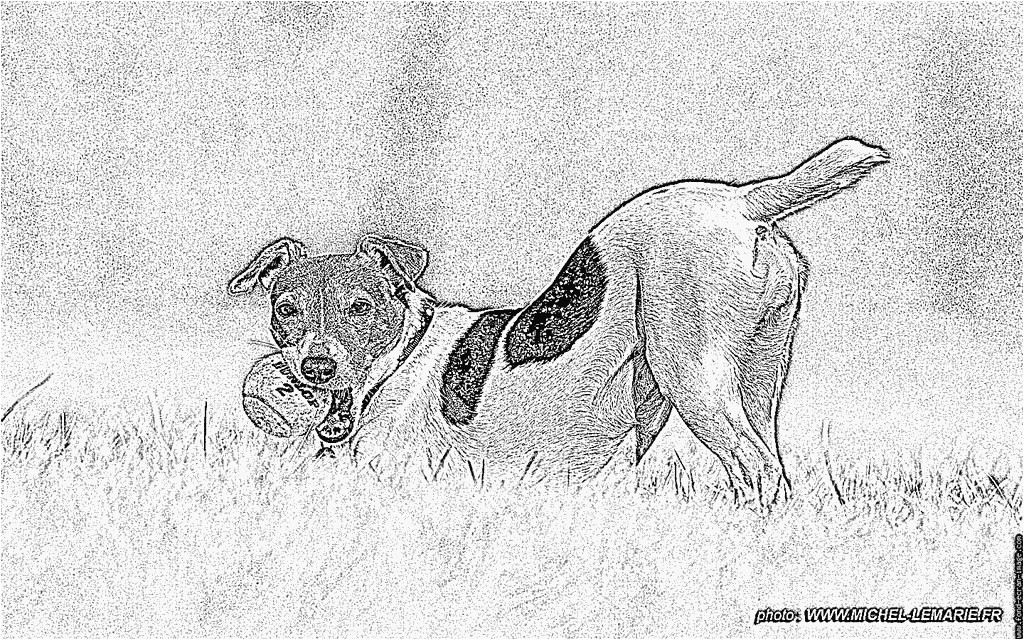 Coloriage De Chien Jack Russel Coloriage Chouquette à Imprimer Pour Les Enfants Dessin